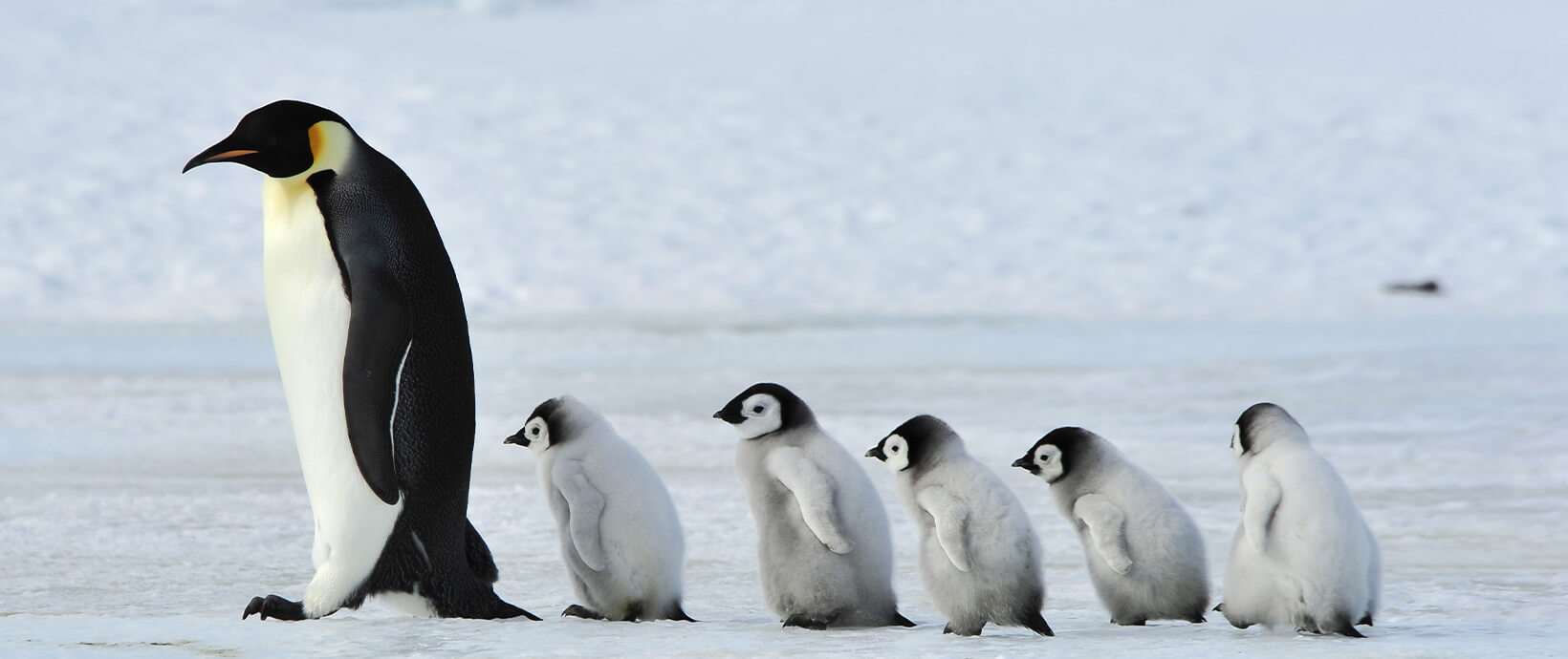 Digital Debunking: Why Don’t Penguins’ Feet Freeze?