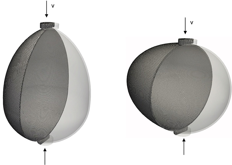 Geometry of the Irazu 3D model of the eggs loaded along the long (left) and short (right) axes. The model was clipped to display its hollow structure.