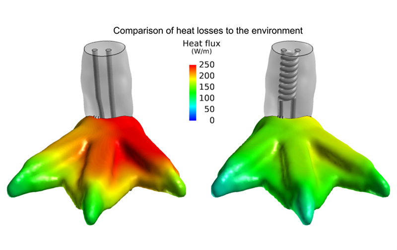 An image showing a heat loss comparison between a mammalian blood flow pattern versus a penguin's blood flow pattern.