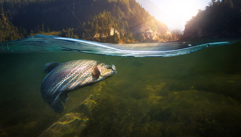 Fish_featured 002